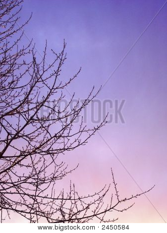Takken bij zonsondergang