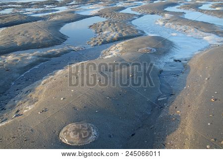 the german Island of juist in the North sea
