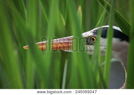 great blue heron stalking its prey in reeds