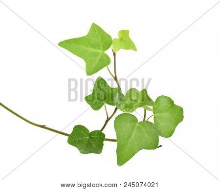 green ivy isolated on a white background.