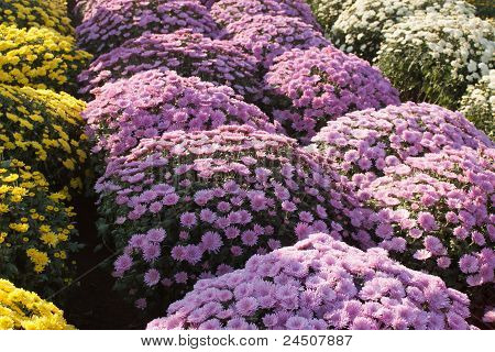 Flores do dia de Finados