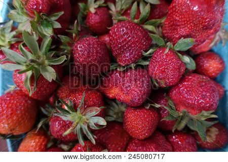 June 13 2018- Ripe Fresh Strawberries From Tsawwassen, Bc Canada