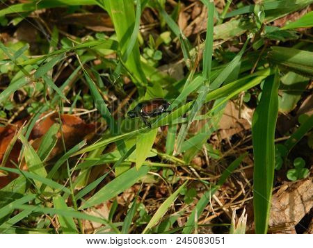 A Green June Beetle In The Grass