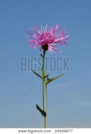 Brown Knopurt (centaurea Jacea)
