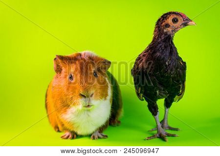 Interspecies Friendship Between Pet Guinea Pig And Chicken