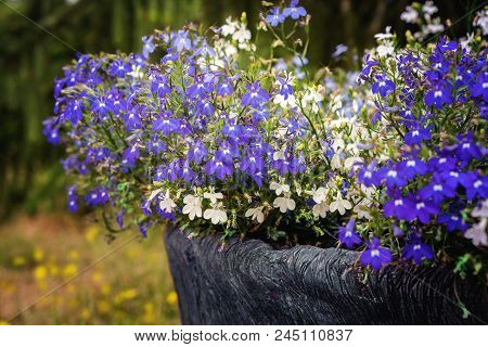 A Pot With White And Blue Lobelia Erinus Flowers. Close View.