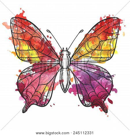 Vector Drawing Butterfly With Watercolor Paint Stains, Hand Drawn Illustration