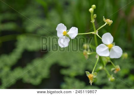 ฺbulltongue Arrowhead Flower, Sagittaria Sp., Central Of Thailand