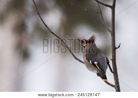 Waxwings On A Tree Branch