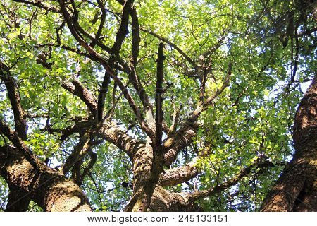 Treetops In A Beech Forest With A Dead Tree. Treetops