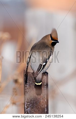 Waxwings On A Metal Crossbeam