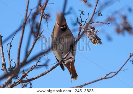 Waxwings On A Tree Branch