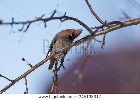 Waxwings On A Tree Branch