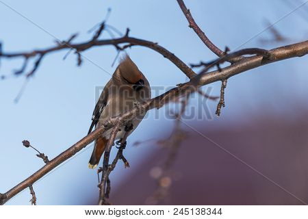 Waxwings On A Tree Branch