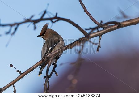 Waxwings On A Tree Branch