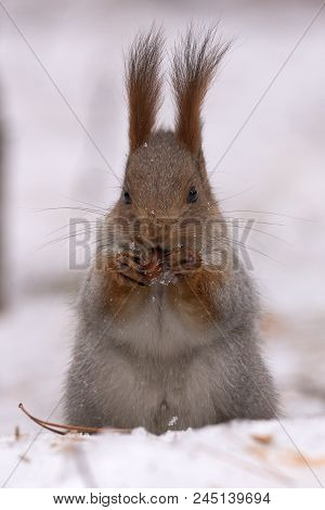Squirrel Gnaws Nuts