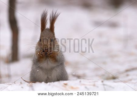 Squirrel Gnaws Nuts