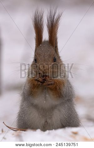 Squirrel Gnaws Nuts