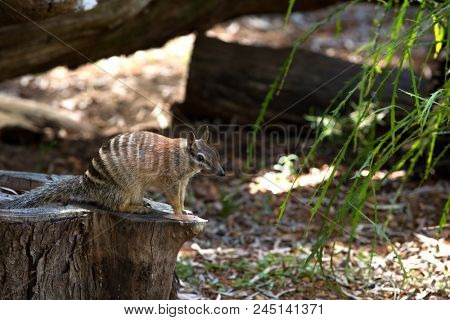 Numbat is a marsupial native to Western Australia and recently re-introduced to South Australia. Its diet consists almost exclusively of termites.