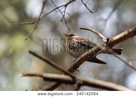 Fieldfare On A Branch Of A Pine. Russia, Siberia, The Novosibirsk Region.