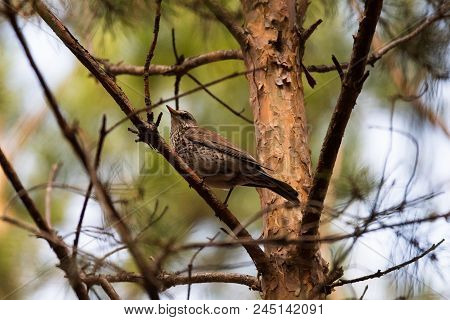 Fieldfare On A Branch Of A Pine. Russia, Siberia, The Novosibirsk Region.