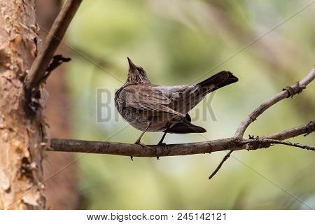Fieldfare On A Branch Of A Pine. Russia, Siberia, The Novosibirsk Region.