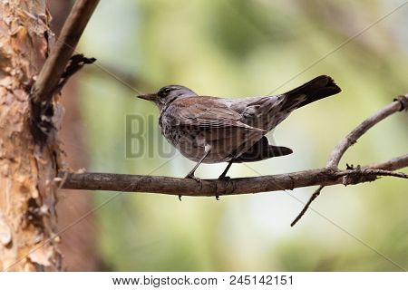 Fieldfare On A Branch Of A Pine. Russia, Siberia, The Novosibirsk Region.