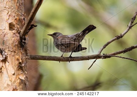 Fieldfare On A Branch Of A Pine. Russia, Siberia, The Novosibirsk Region.