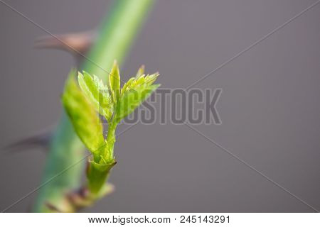 Young Green Rose Leaves, Close-up With Blurred Background