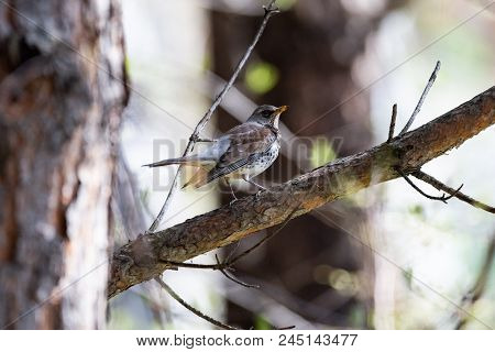 Fieldfare On A Branch Of A Pine. Russia, Siberia, The Novosibirsk Region.