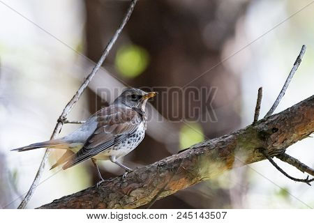 Fieldfare On A Branch Of A Pine. Russia, Siberia, The Novosibirsk Region.