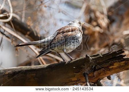 Fieldfare On A Branch Of A Pine. Russia, Siberia, The Novosibirsk Region.