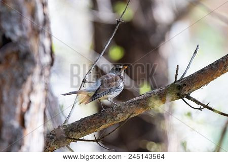 Fieldfare On A Branch Of A Pine. Russia, Siberia, The Novosibirsk Region.