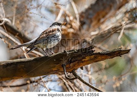 Fieldfare On A Branch Of A Pine. Russia, Siberia, The Novosibirsk Region.