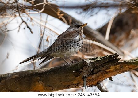 Fieldfare On A Branch Of A Pine. Russia, Siberia, The Novosibirsk Region.