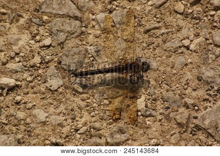 The dragonfly is an insect, thus an invertebrate animal, of the order of odonates, of subordinate of
