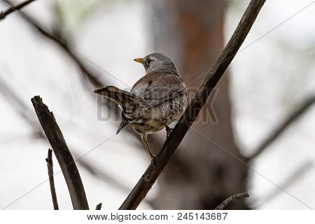 Fieldfare On A Branch Of A Pine. Russia, Siberia, The Novosibirsk Region.