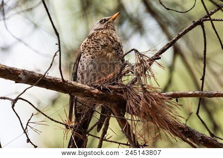 Fieldfare On A Branch Of A Pine. Russia, Siberia, The Novosibirsk Region.