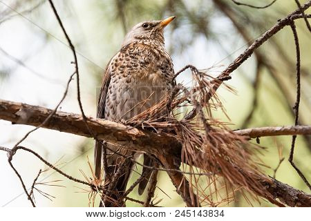 Fieldfare On A Branch Of A Pine. Russia, Siberia, The Novosibirsk Region.