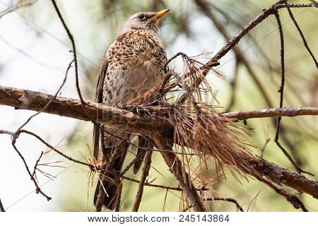 Fieldfare On A Branch Of A Pine. Russia, Siberia, The Novosibirsk Region.