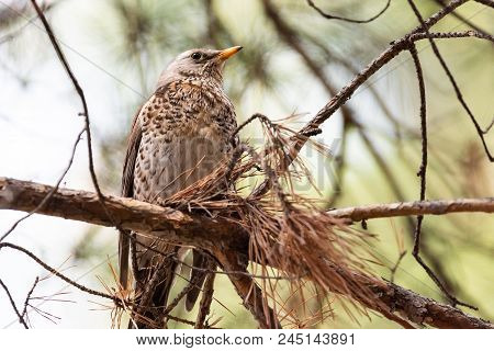 Fieldfare On A Branch Of A Pine. Russia, Siberia, The Novosibirsk Region.