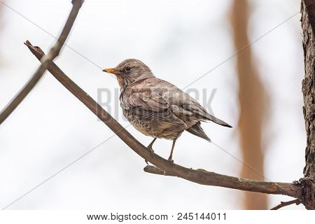 Fieldfare On A Branch Of A Pine. Russia, Siberia, The Novosibirsk Region.