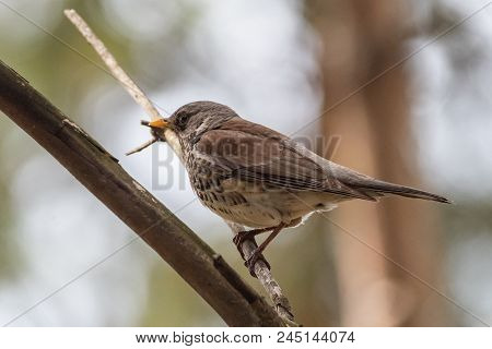 Fieldfare On A Branch Of A Pine. Russia, Siberia, The Novosibirsk Region.