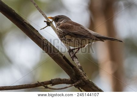 Fieldfare On A Branch Of A Pine. Russia, Siberia, The Novosibirsk Region.