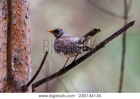 Fieldfare On A Branch Of A Pine. Russia, Siberia, The Novosibirsk Region.