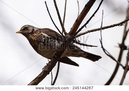 Fieldfare On A Branch Of A Pine. Russia, Siberia, The Novosibirsk Region.