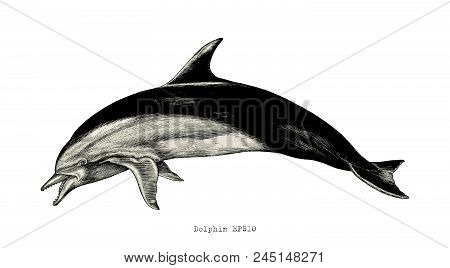Dolphin Hand Drawing Vintage Engraving Illustration Clipart