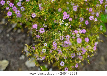 Alyssum Pink, Rose Colored, Fragrant Flower, Grows A Large Bush In The Park, The Garden