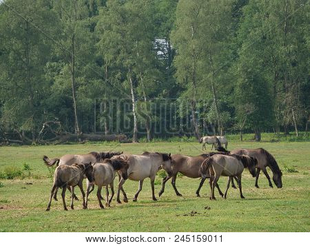many wild horses in the german muensterland