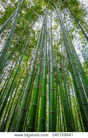 Arashiyama Bamboo Forest In Sagano, Kyoto, Japan